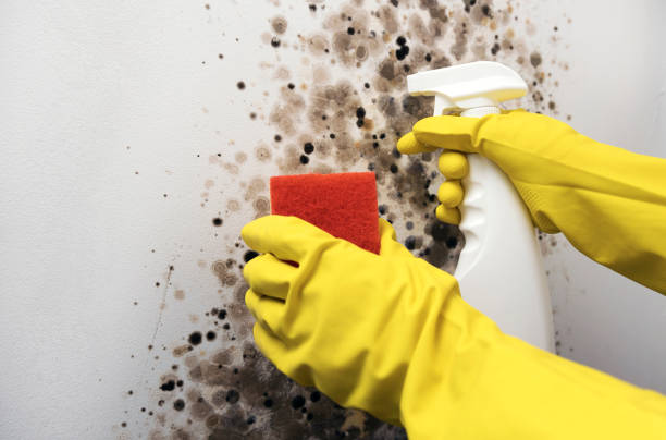 Best Fast Mold Removal  in Goodland, KS