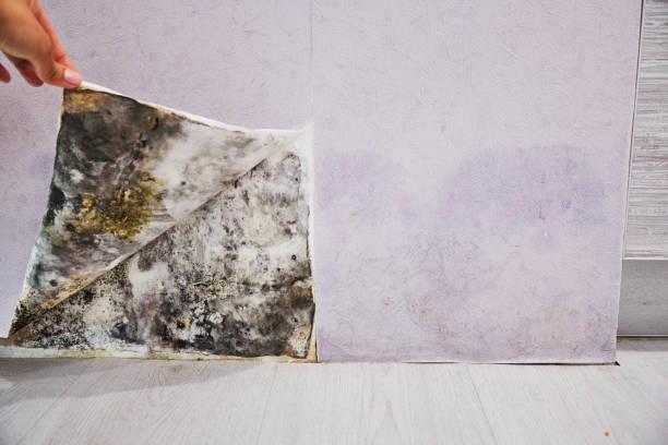 Best Best Mold Removal Companies  in Goodland, KS